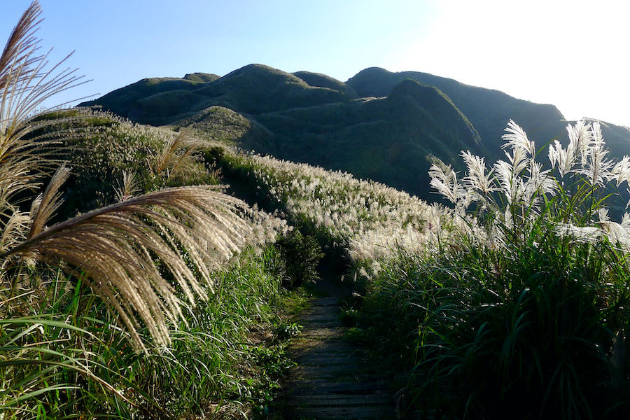 Hiking trail surrounded by silver grass on Banping Mountain