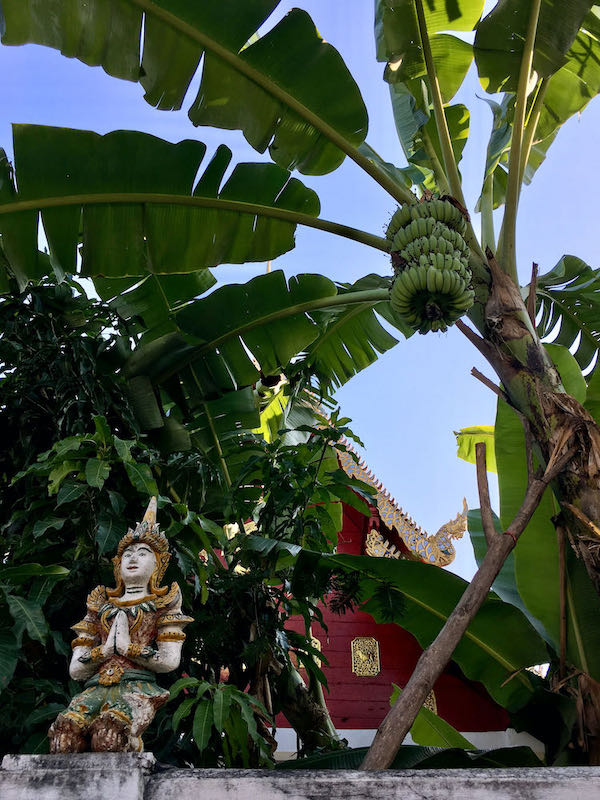 Banana tree in front of Wat Muen Ngoen Kong in Chiang Mai's Old City.
