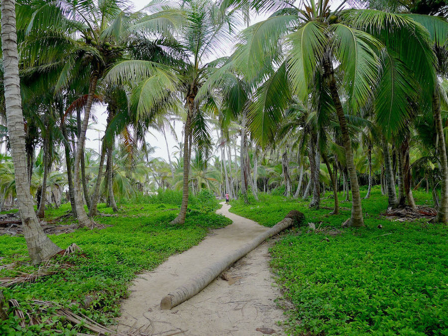 A person walks along a beach path in Tayrona National Park surrounded by palm trees.