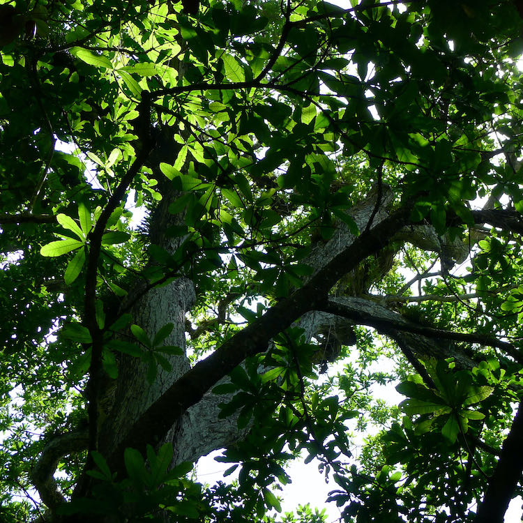 Trees along the jungle trail in Tayrona National Park.