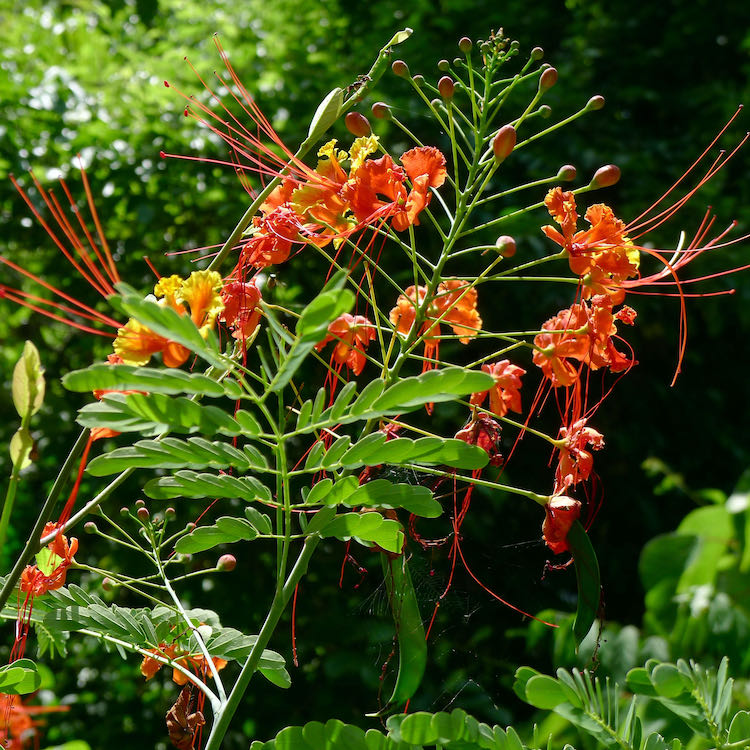 Orange flowers along the hiking trail from Calabazo.