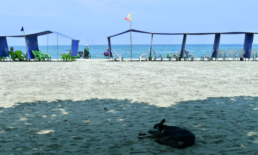 A dog sleeps in the shade with beach chairs and ocean in background on Playa El Rodadero in Santa Marta.