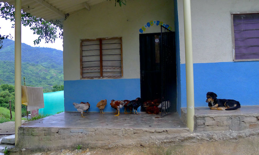 Chickens and dog on a porch on an overcast day in Minca, Colombia.