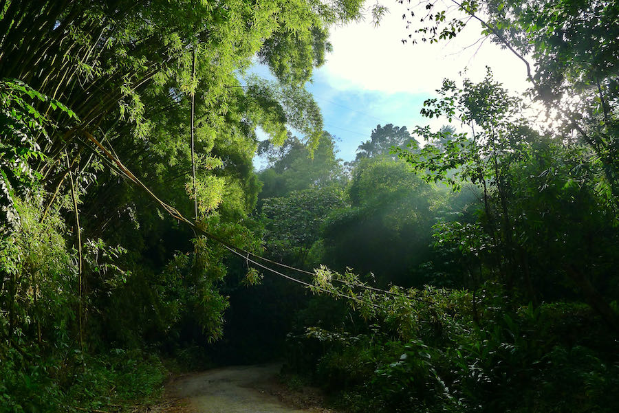 Late afternoon sun shines through the trees on the road back to Minca from Pozo Azul.