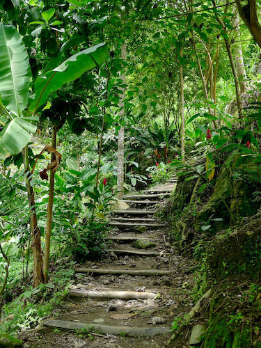 Jungle path leading to Cascadas de Marinka in Minca, Colombia