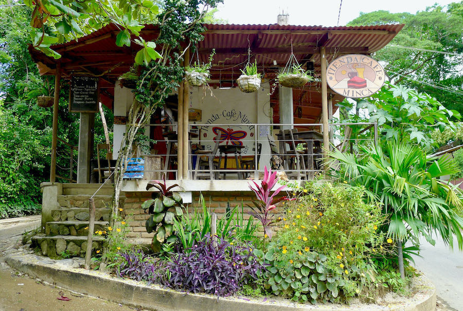 A dog sits on the porch of Tienda Cafe surrounded by plants in Minca, Colombia.