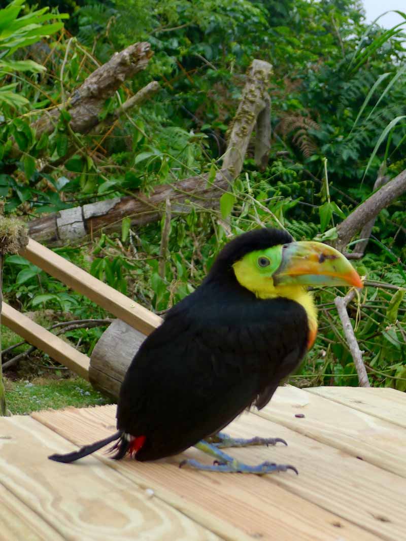 A colorful toucan sitting on a wooden table.