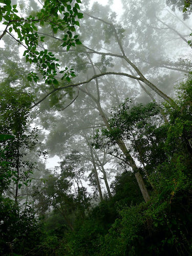 Looking up at trees shrouded in mist.