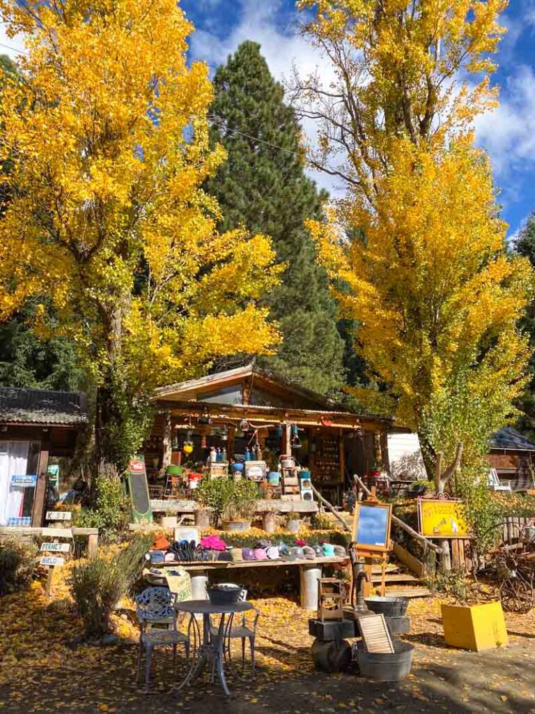 An antique shop surrounded by yellow poplar trees in Colonia Suiza.