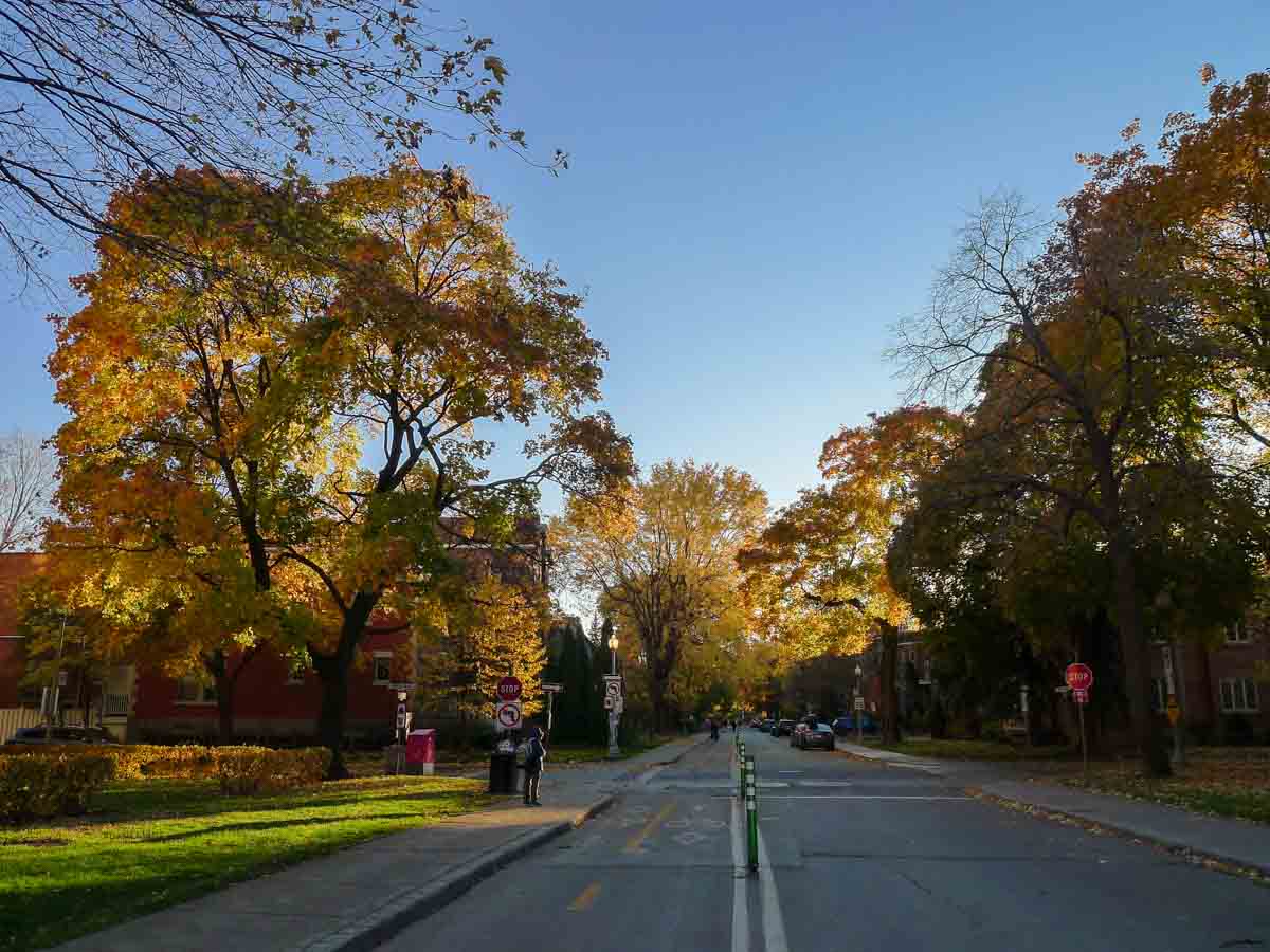 Colorful leaves on a Montreal street in late autumn.