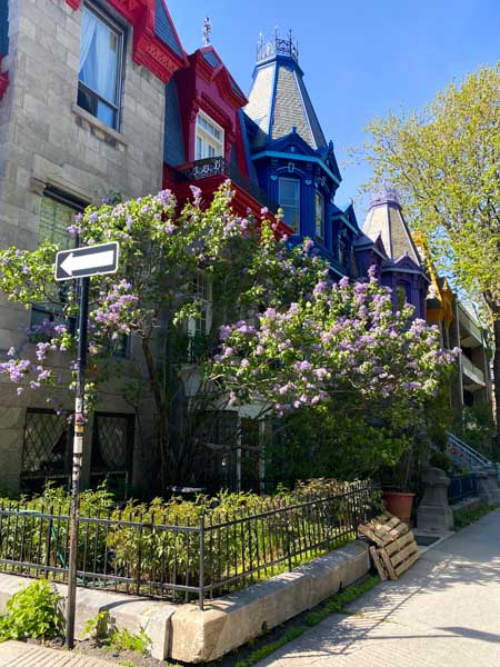 Purple May flowers in front of iconic facades of the Plateau's Square Saint Louis. 