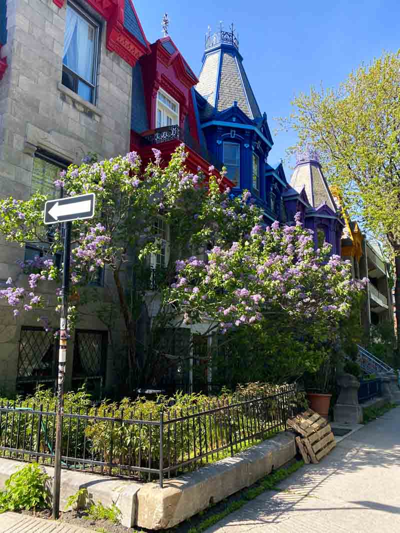 Purple May flowers in front of iconic facades of the Plateau's Square Saint Louis.