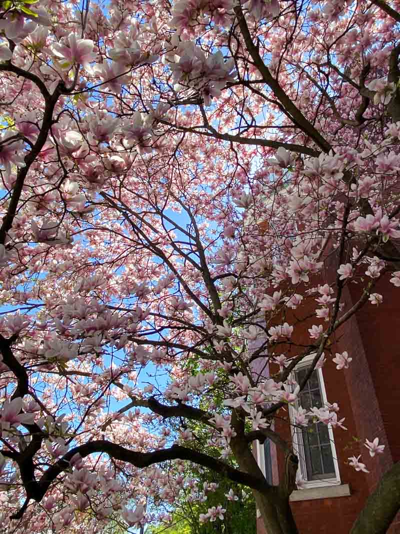 Magnolias bloom in May, one of the best months to visit Montreal.