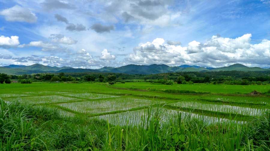Flooded green rice fields with mountains in the background on the scooter loop between the Sticky Waterfalls and Chiang Dao.