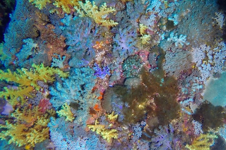 Colorful coral I saw while scuba diving on Green Island, Taiwan.