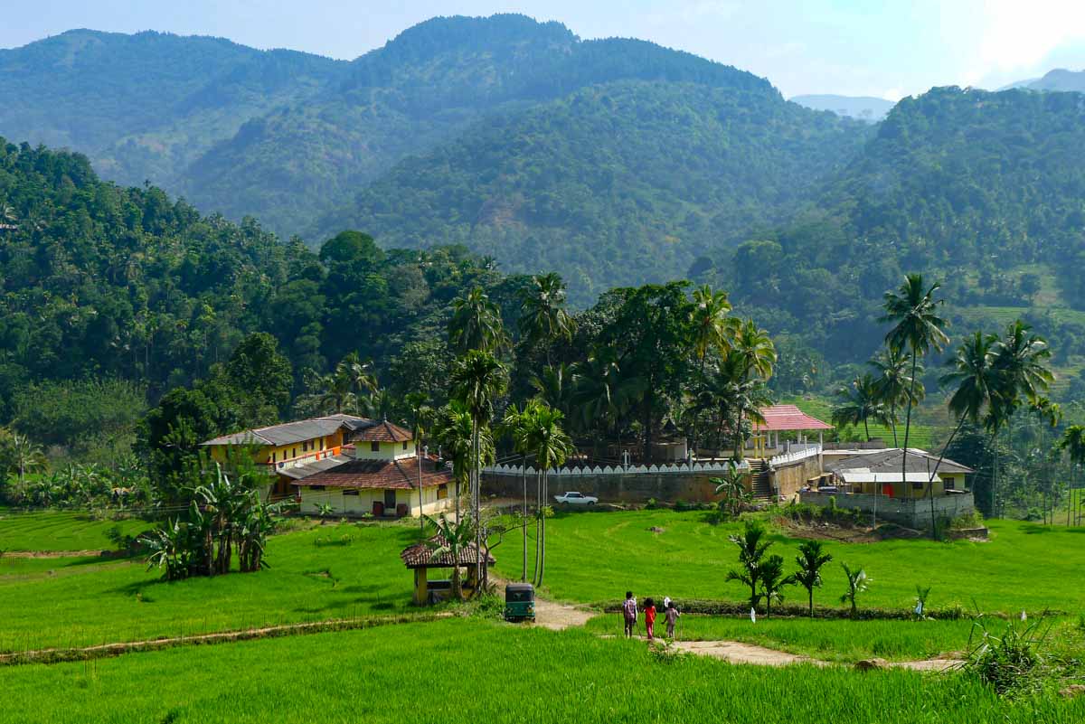 Three children walking through rice fields in the Knuckles Mountain Range near Kandy, central Sri Lanka.