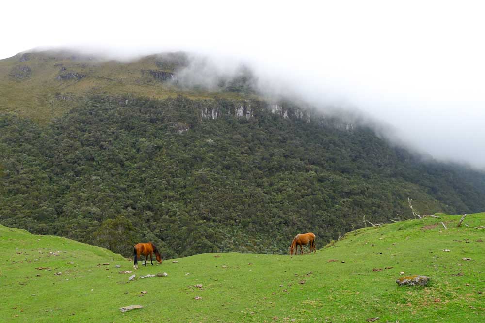 Two horses graze next to a large cliff in Parque Nacional Natural Los Nevados, one of the highlights of my Colombia itinerary.