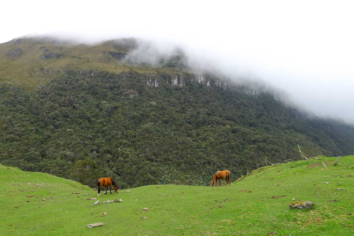 Two horses graze next to a large cliff in Parque Nacional Natural Los Nevados, one of the highlights of my trip to Colombia.