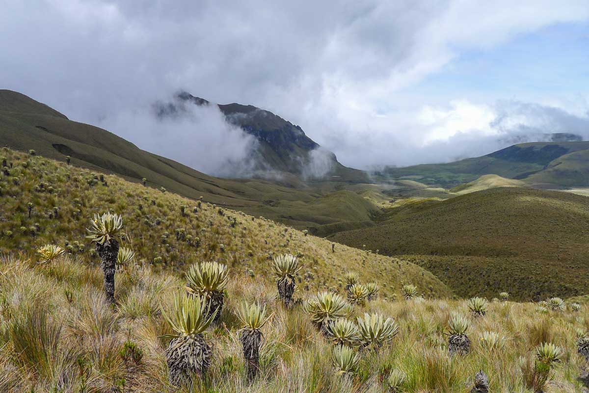 Large rosette plants cover the high-altitude páramo in Los Nevados National Park.