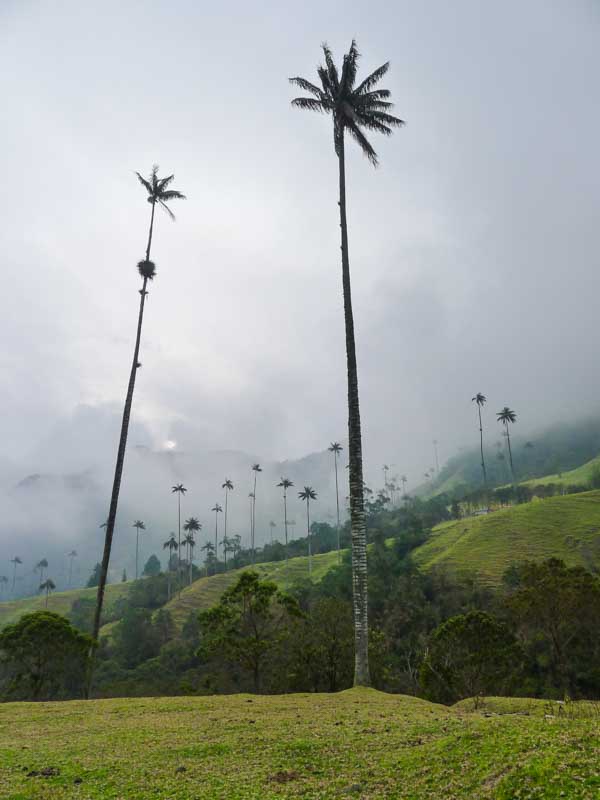 Quindío wax palms towering over the green hillsides of the Cocora Valley.