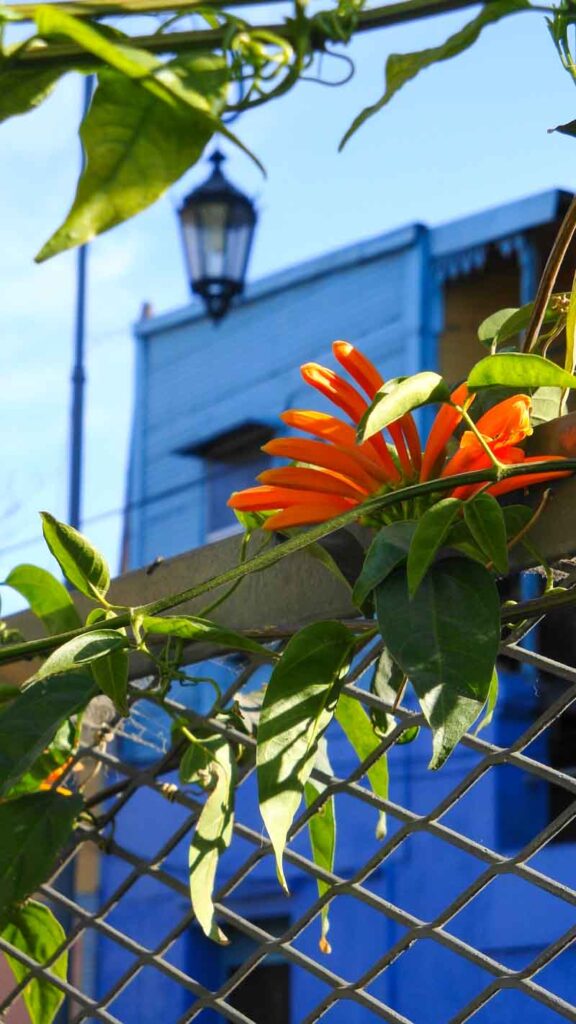 A bright orange flower grows on a fence in front of a blue house in La Boca, Buenos Aires.