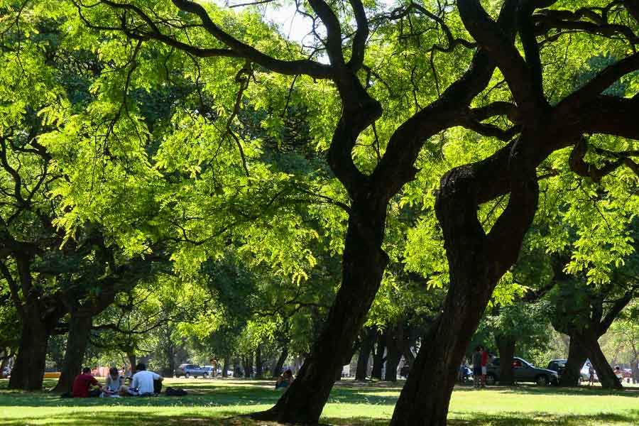 People picnic under large trees in Parque Tres de Febrero in Palermo.
