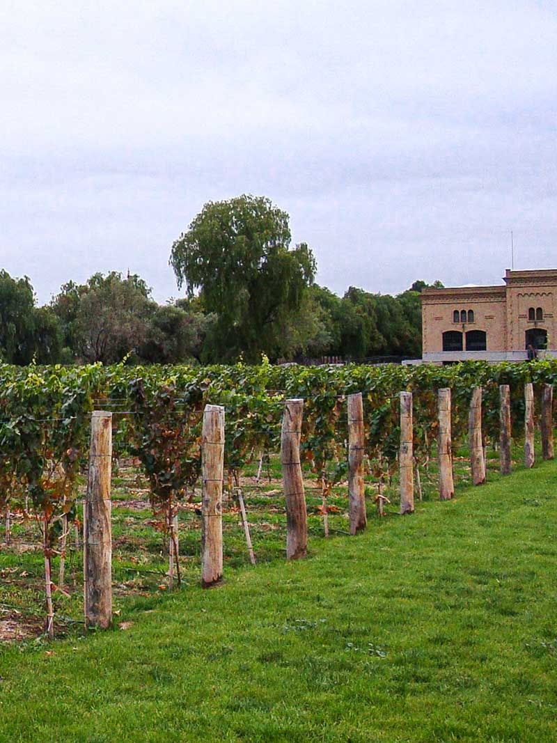 Rows of grape vines in a vineyard of Trapiche winery in Mendoza.