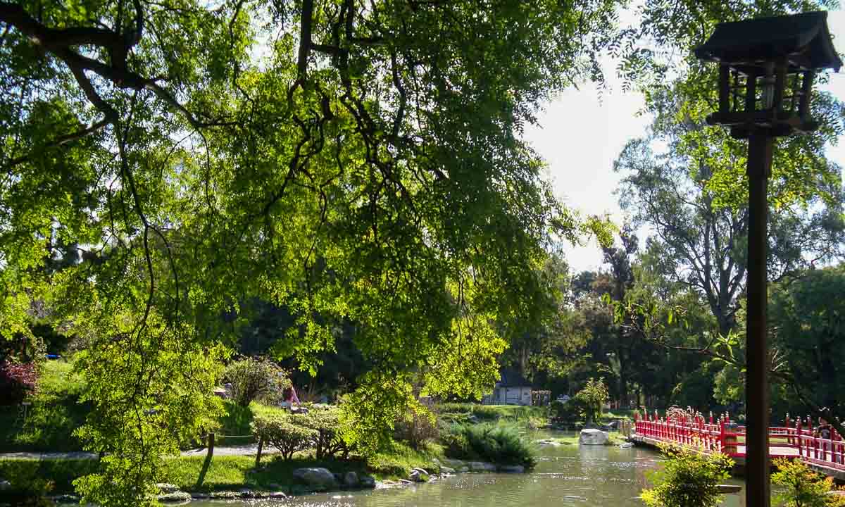 Leafy tree branches draped over a koi pond and red bridge in the Jardín Japonés, located in Palermo.