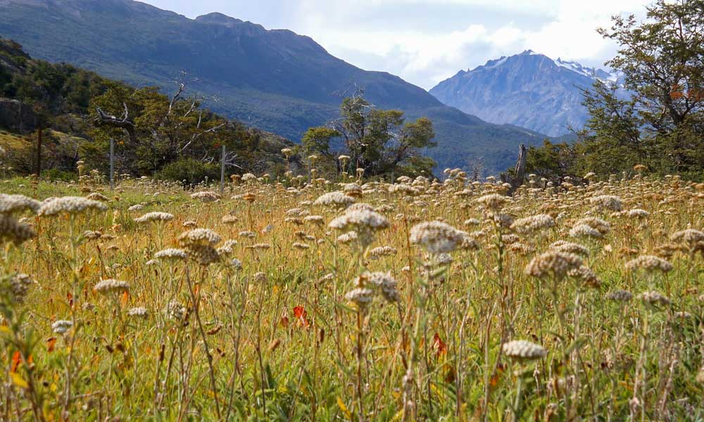 A field of flowers next to a hiking trail in Parque Nacional Los Glaciares in Argentina.