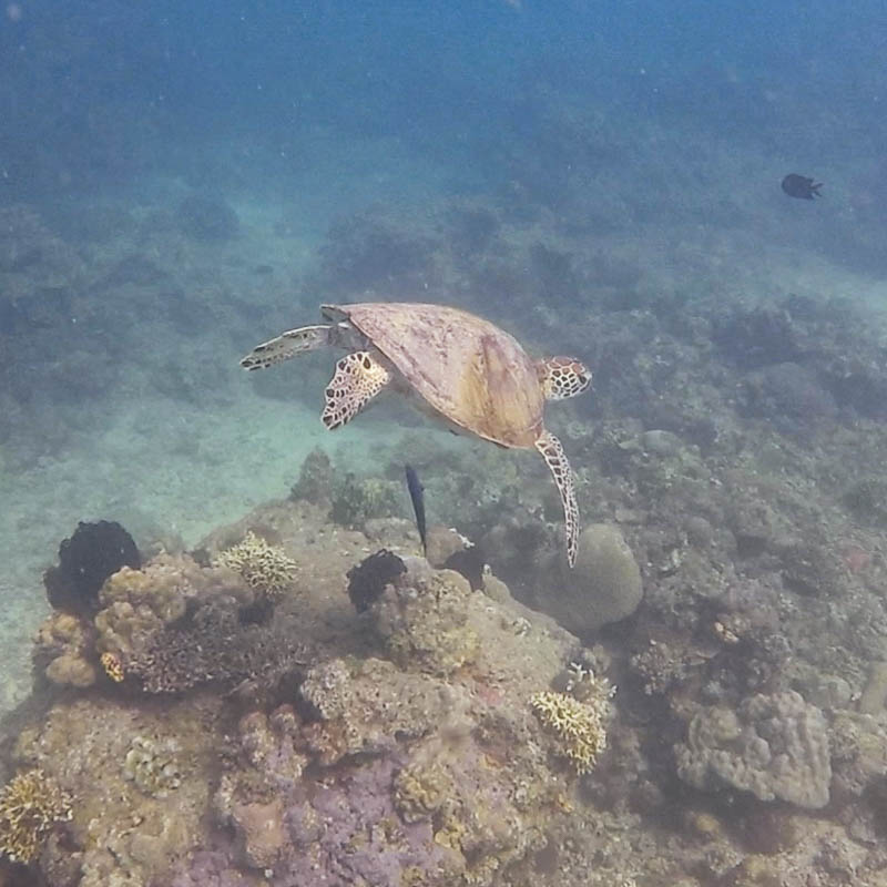 A sea turtle swimming above coral at Nat-Nat dive site.