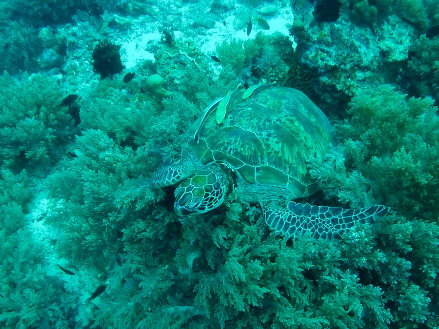 A sea turtle resting in coral - a common sight diving Balicasag Island.