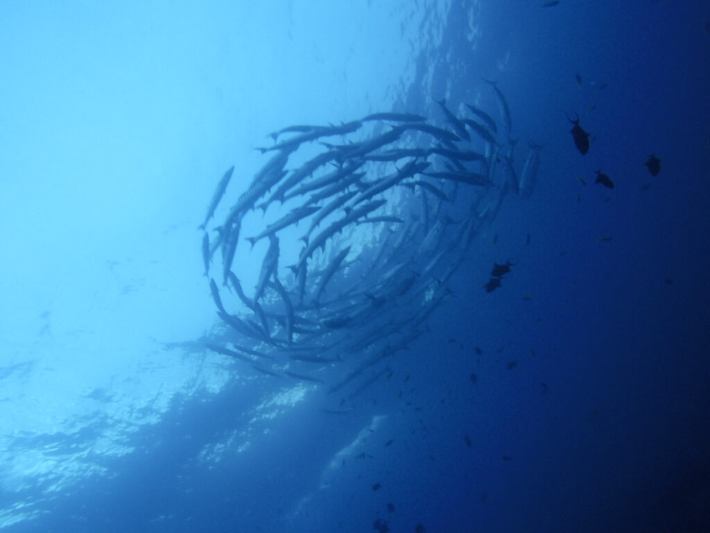 A barracuda tornado seen diving near Koh Bon in Thailand's Andaman Sea.