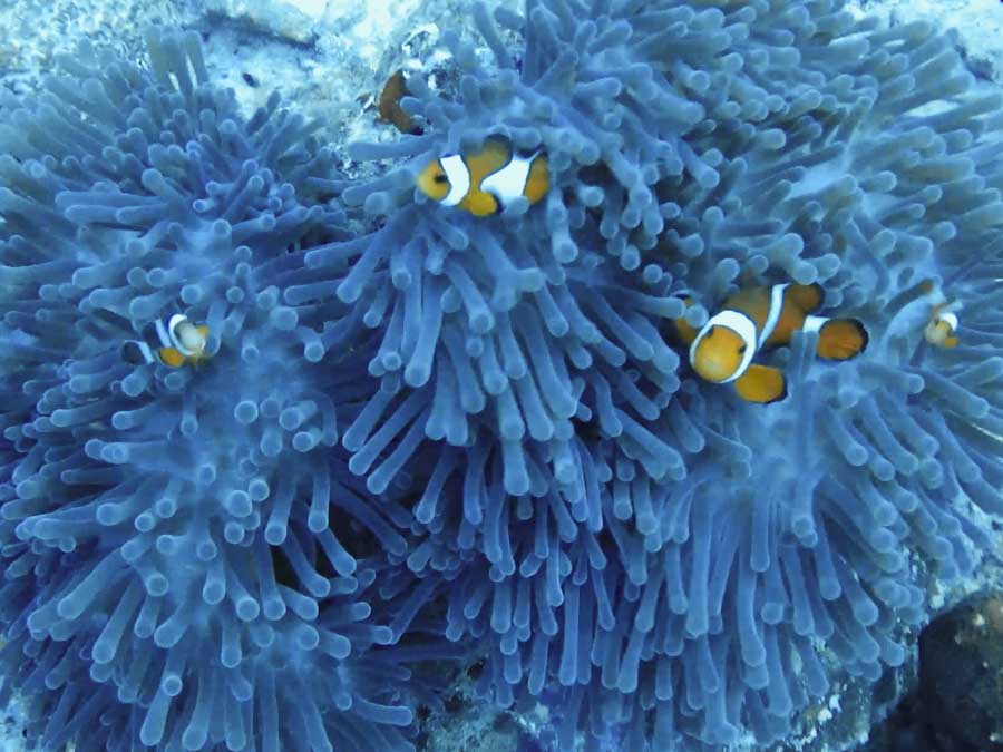 Cute clownfish hiding in sea anemone.