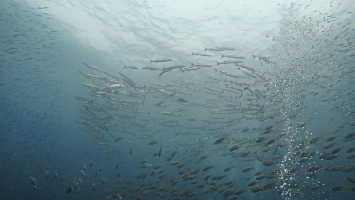 Diving at Koh Tachai with barracudas, snappers, and other fish.
