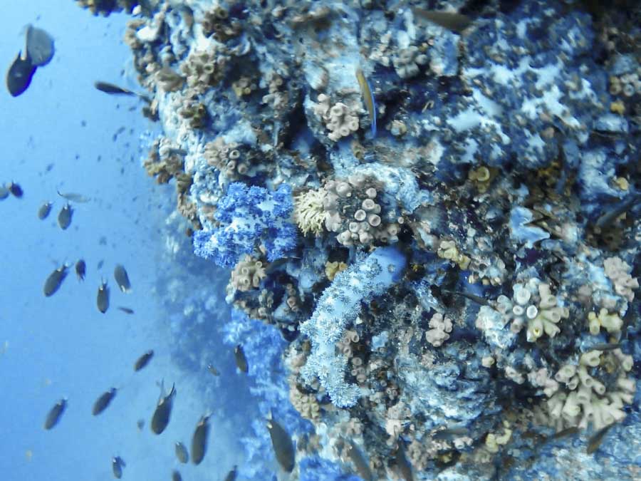 Healthy purple and yellow soft coral at Richelieu Rock dive site in Thailand.
