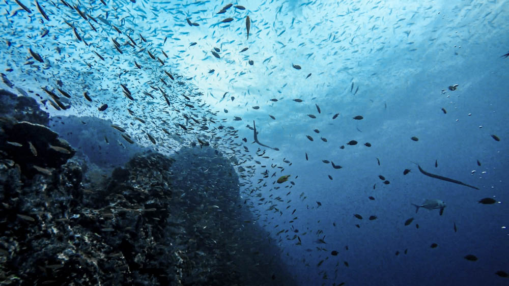 Incredible number of fish at Richelieu Rock dive site in the Andaman Sea.