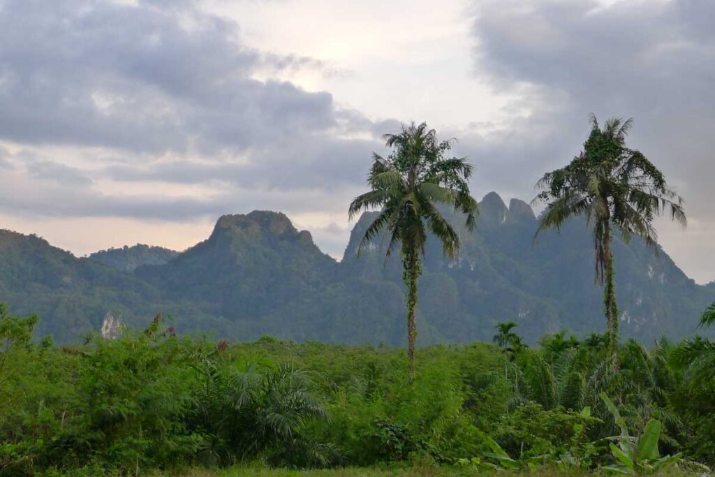 Palm trees in front of limestone mountains in southern Thailand.