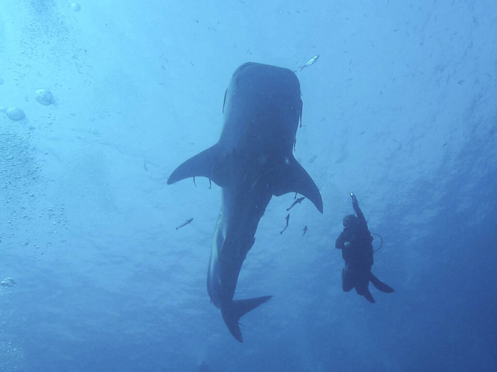 Scuba diver swimming alongside a whale shark in waters just off of Koh Tao, the most popular island in Thailand for diving courses.