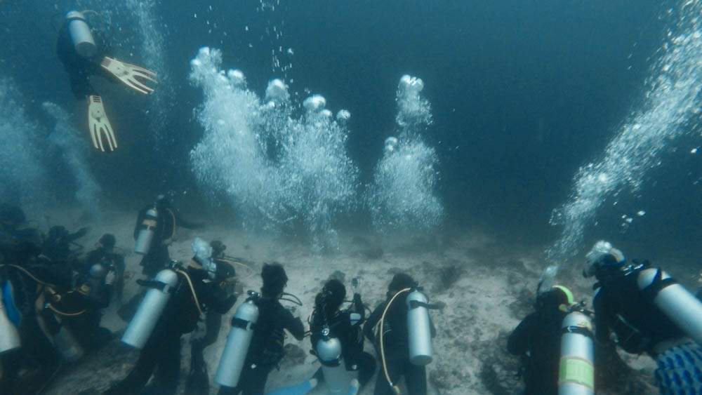 Scuba divers wait for thresher sharks at Monad Shoal.