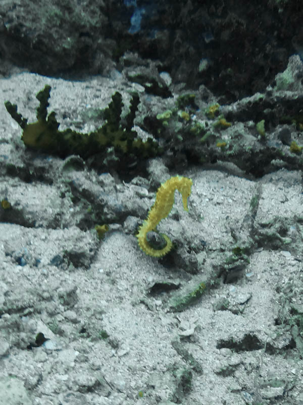 Small yellow seahorse in the sand at Richelieu Rock dive site.