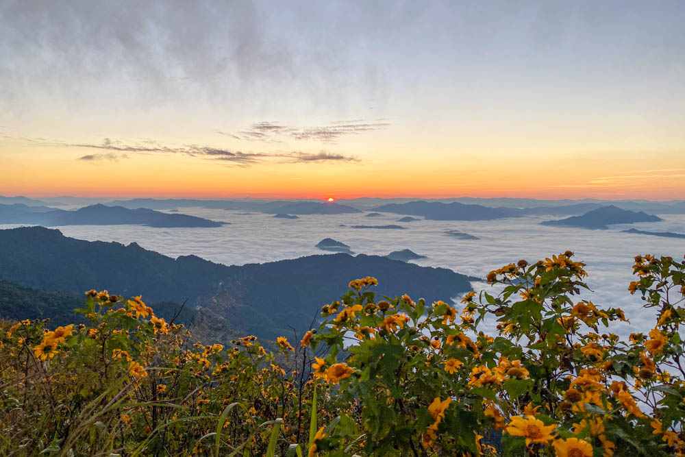 Sunrise over a sea of clouds, the mountains of Laos, and yellow sunflowers at Phu Chi Fa viewpoint in northern Thailand.