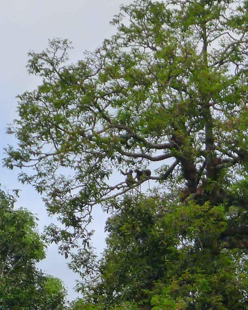 Two monkeys that I spotted on my evening wildlife safari in Khao Sok National Park.