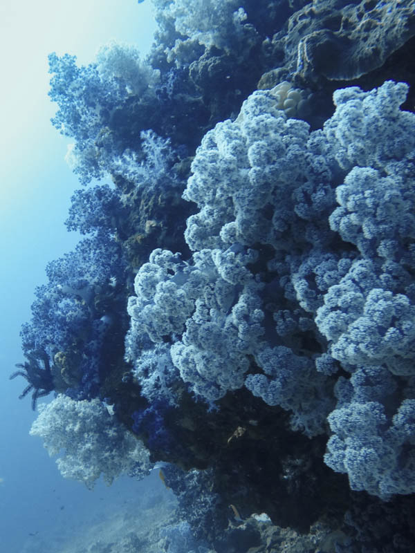Beautiful purple coral at a Koh Haa dive site.