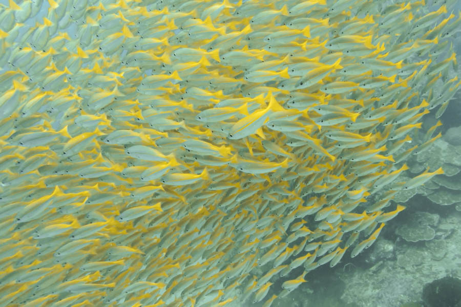 An enormous shoal of yellow fish, a common sight while diving Koh Lanta.