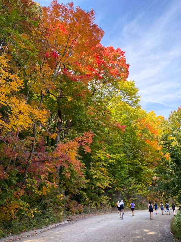 Bright, colorful fall leaves surround walkers and joggers on Mount Royal's Olmsted Trail.