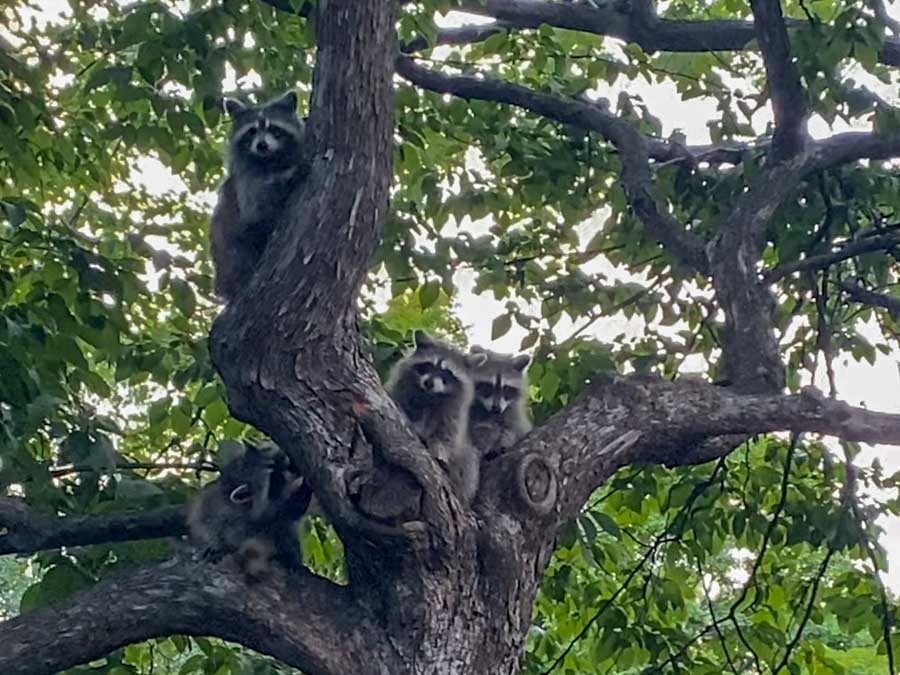 Family of four adorable raccoons in a tree at Parc du Mont-Royal in Montreal.