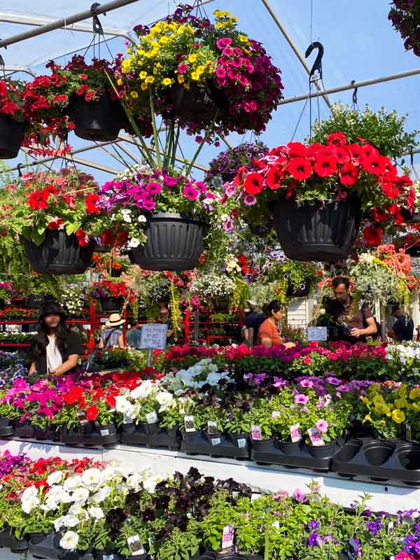Rows and rows of flowers for sale at the Atwater Market gardening center, right on the border of the Little Burgundy and Saint-Henri neighborhoods.