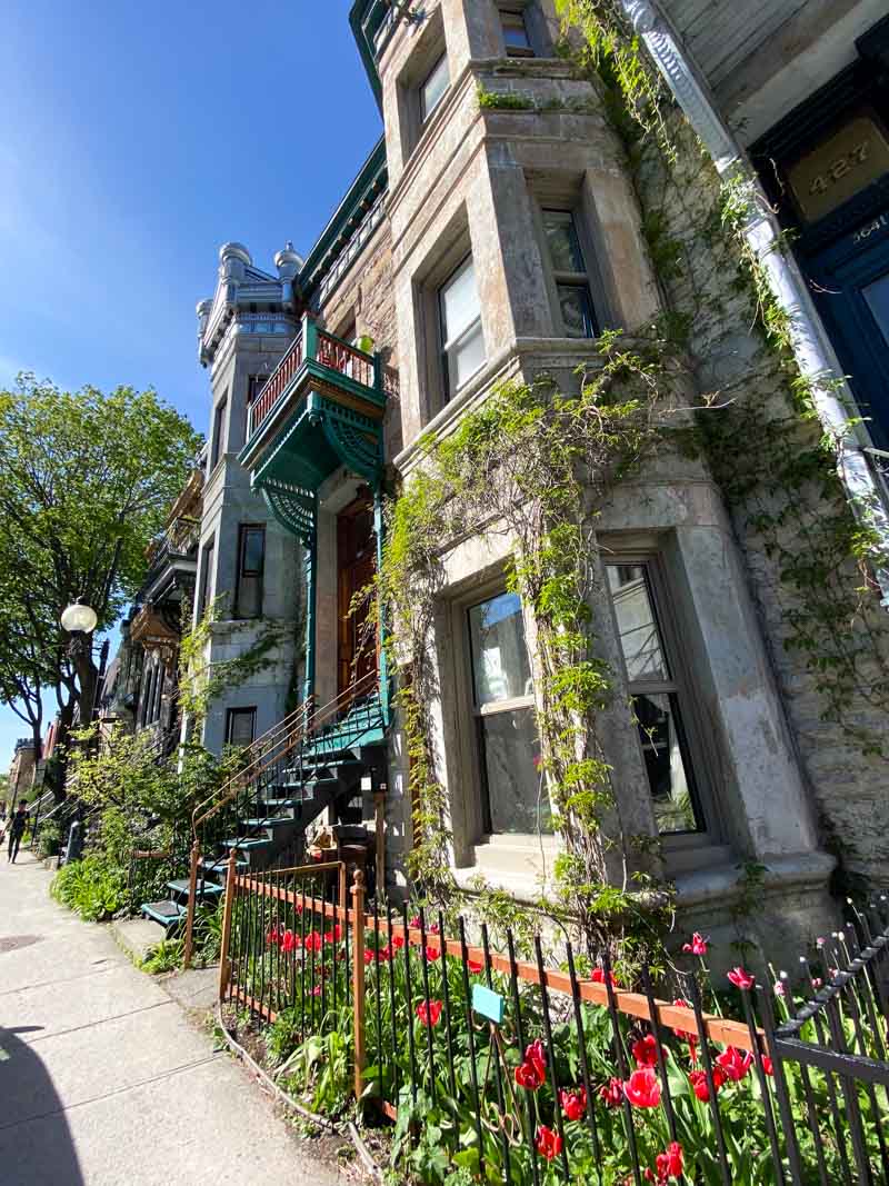 Red tulips in front of Victorian homes covered in green vines near Square Saint-Louis in the Plateau.