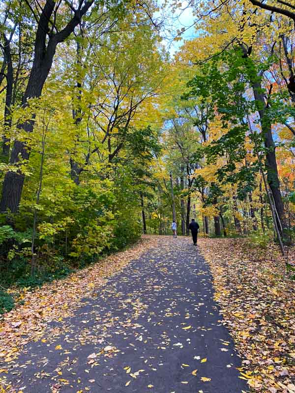 The walking path between the Trafalgar Stairs and the Olmsted Trail with yellow autumn leaves on both the trees and the ground.