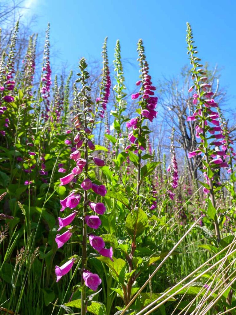 Purple foxglove flowers on the trail between Paine Grande and Refugio Grey, which can be done as a long day hike or part of the W trek.